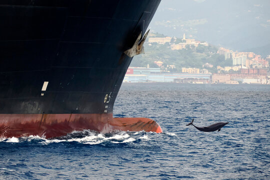 dolphin jumping in front of prow of a cargo ship detail close up