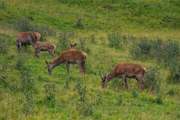 Naklejka na ściany i meble deer family mother and baby on grass background in dolomites