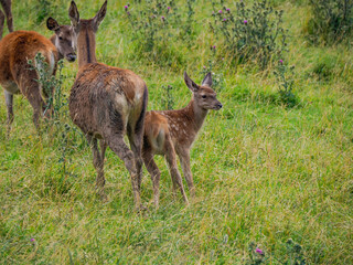 deer family mother and baby on grass background in dolomites