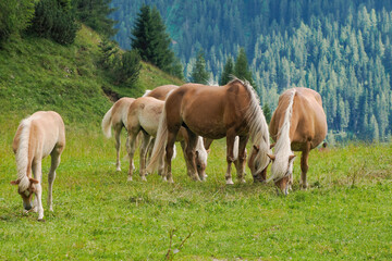 Naklejka na ściany i meble haflinger blonde horses grazing on green grass in dolomites horse grazing in a meadow in the Italian Dolomites mountain alps in South Tyrol.