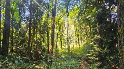 Fototapeta premium sun shining through the branches of trees