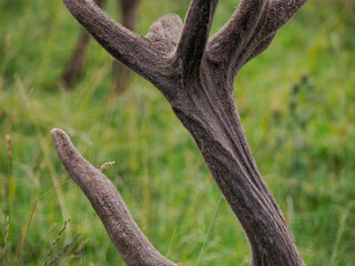 deer horn detail on grass background in dolomites