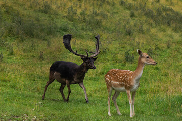 Naklejka na ściany i meble Black melanic Fallow deer on the grass Stag with big antlers. Dama dama.