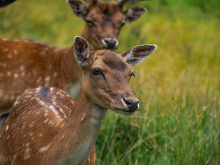 Family of Fallow deer on the grass Stag with big antlers. Dama dama.