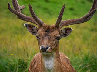 Fallow deer on looking at you the grass Stag with big antlers. Dama dama.