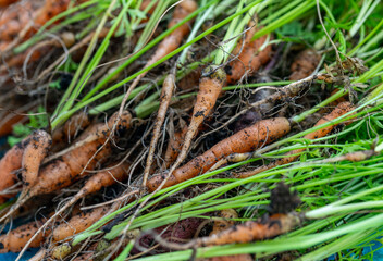 fresh carrots in the garden