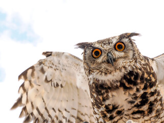 open wings owl bird of prey close up portrait looking at you