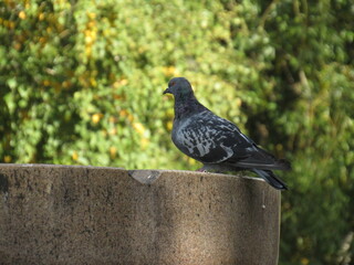 pigeon in the park