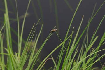 Macro of Gerris lacustris or common pond skater