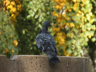 pigeon in the park