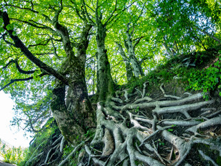 big tree roots and branches on a Summer view of water lakes and beautiful waterfalls in Plitvice Lakes National Park, Croatia
