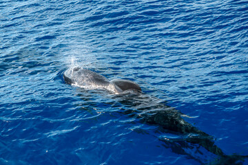 Obraz premium Pilot whale in mediterranean ligurian sea ultra rare to see whale watching