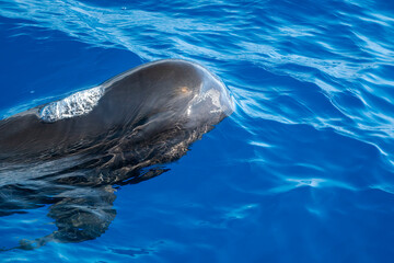 Pilot whales in mediterranean ligurian sea ultra rare to see whale watching