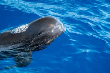 Abwaschbare Fototapete Ligurien Pilot whales in mediterranean ligurian sea ultra rare to see whale watching