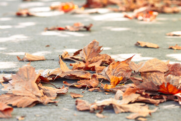 Colorful foliage in the park. Falling leaves natural background