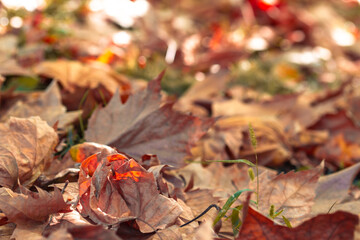 Colorful foliage in the park. Falling leaves natural background