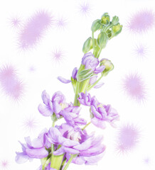 A high key delicate purple bloom with a decorative purple background