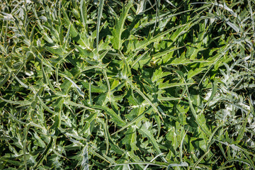 Leaves of Cynara cardunculus in a meadow on the western island of Sicily