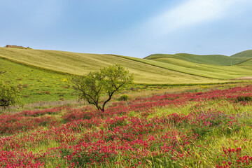 Landscape with pastures in the mountains in the west of the island of Sicily