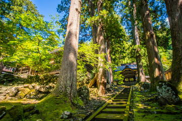 福井 夏の美しい緑の苔と大樹に囲まれた永平寺の唐門