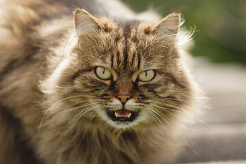 Siberian cat with open mouth looks, against the background of nature, day