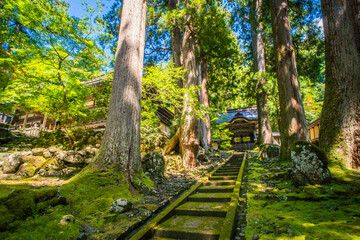 福井 夏の美しい緑の苔と大樹に囲まれた永平寺の唐門