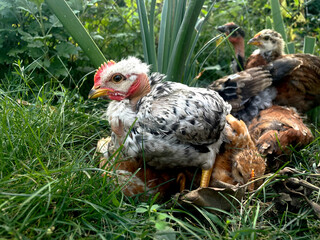 young hen sits on the grass against the background of chickens