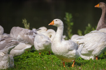 Obraz premium Sunny summer landscape with domestic geese on meadow. Geese graze on green grass