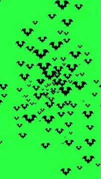 halloween bats with green screen background