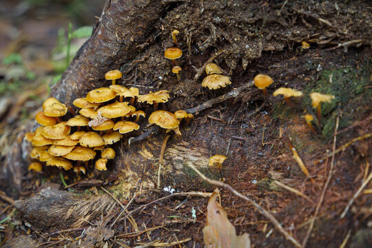 Group of yellow mushroom (Xeromphalina campanella)