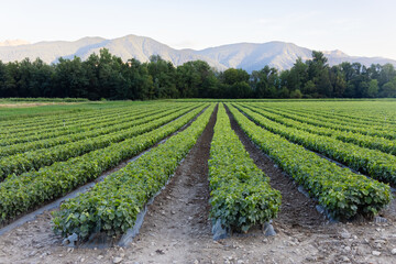 Close up of baby grapevine plant in a French nursery field with the background of nature, mountain alps and sky during summer season 
