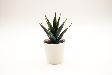 Green leaf potted plastic decorative plant with white background