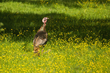 Wild Turkey (Meleagris gallopavo) jake (young tom) in a field of wildflowers in Shasta County...