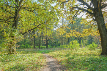 Path among the oaks. Autumn sunny day. Main Botanical Garden named after N.V. Tsitsin. Moscow, Russia