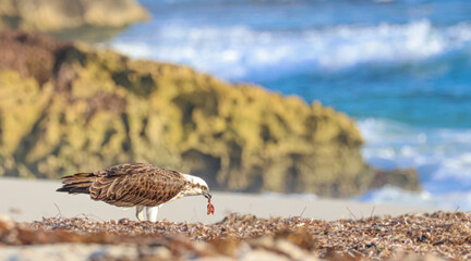 Osprey eating fish at the beach