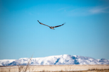 Soaring eagle in the sky above the mountains.