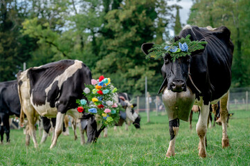 Swiss cows decorated with flowers and cowbell. Desalpes ceremony in Switzerland. - obrazy, fototapety, plakaty