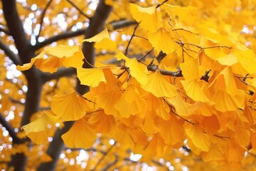 ginkgo biloba tree leaves in a windy day