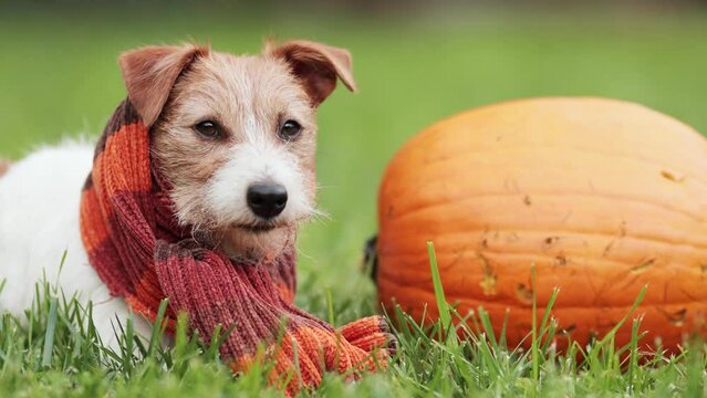 Funny jack russell terrier dog smelling and listening next to a pumpkin and wearing orange scarf in autumn. Halloween, fall or happy thanksgiving concept.