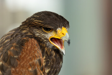 Falcon bird which has brown color is opening the mouth with blur background. Falcons are birds of prey in the genus Falco. Close-up falcon.