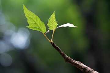a single leaf sprouting on a botanical tree
