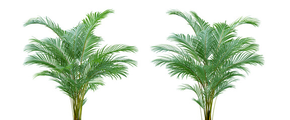 Nature and tropical forest concept. Green palm leaf isolated on transparent background. 3d rendering illustration. PNG format