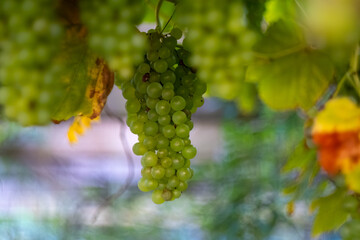 Grapes on the vine in the garden 