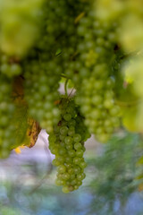 Grapes on the vine in the garden 
