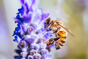 Bee in Lavender in Australia