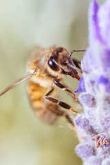 Bee in Lavender in Australia