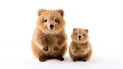 Quokka Soft toy on a white background, cut family