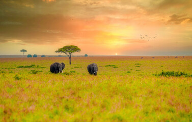 elephants in the savannah