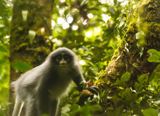 Javan surili on the tree