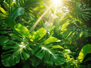green leaves in sunlight 